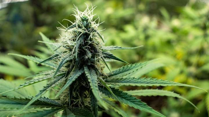 Fleurs de CBD Aureilhan